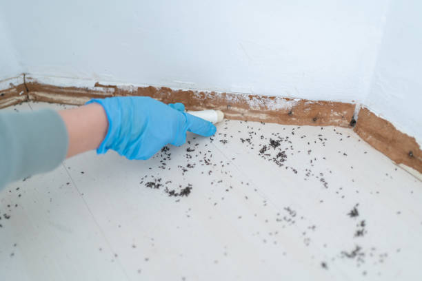 Best Real Estate Pest Inspections  in Ferry Pass, FL